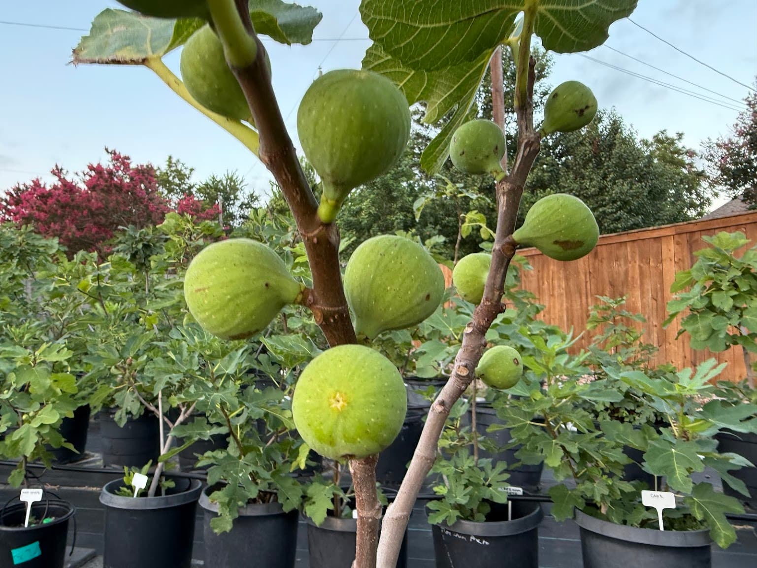 Green figs ripening on a branch in a backyard nursery