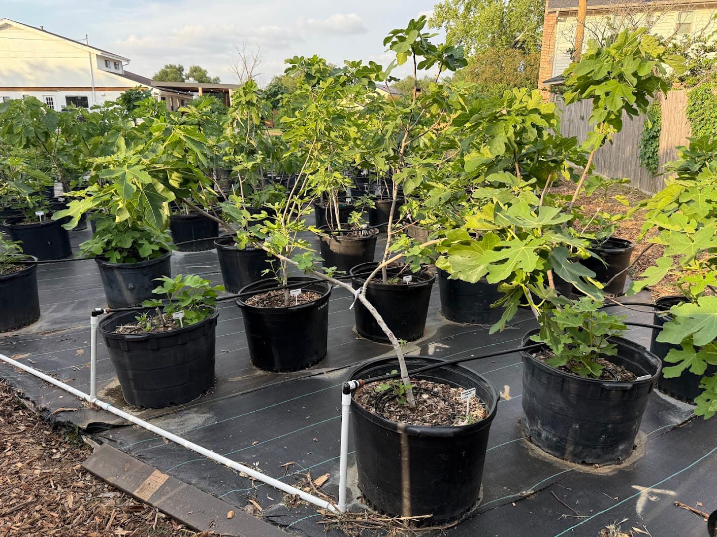 Rows of potted fig trees in a backyard nursery