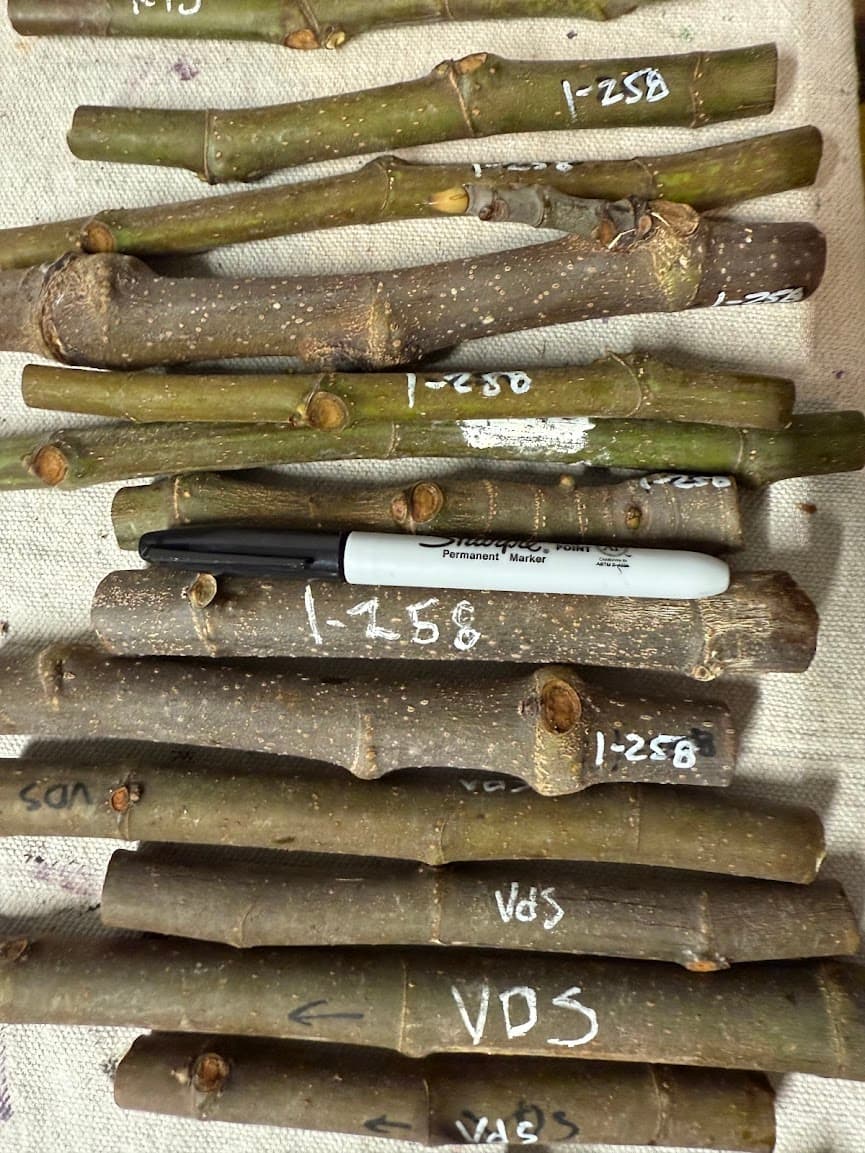 Labeled fig cuttings ready for trading