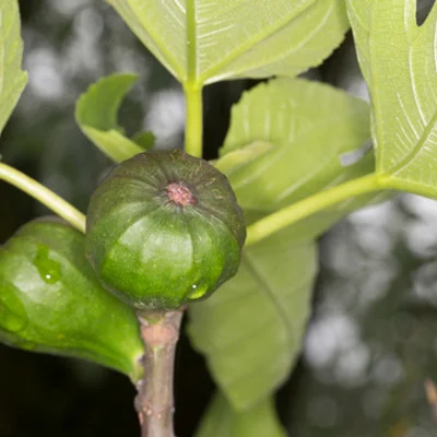 Amens Citron